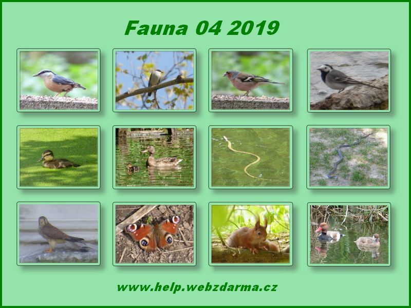 fauna 04